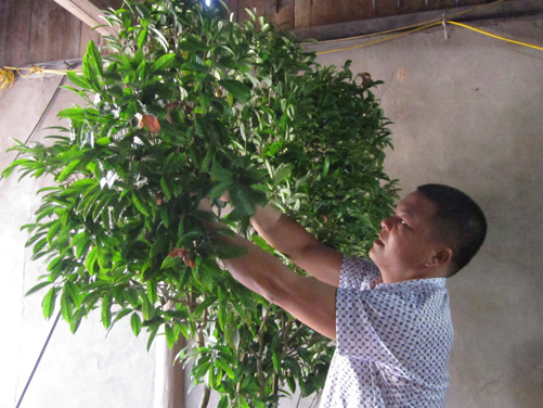 Anh Trắng làm giàu từ trà hoa vàng